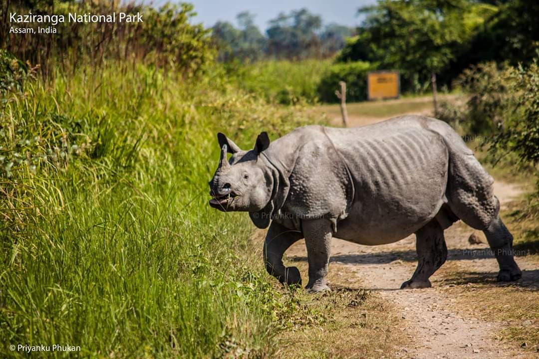 kaziranga jungle safari booking